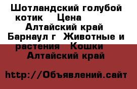 Шотландский голубой котик  › Цена ­ 2 000 - Алтайский край, Барнаул г. Животные и растения » Кошки   . Алтайский край